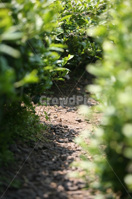 길,숲,풍경,사이,나무,자연,풍경,nature,landscape,ground,바닥,gravel,자갈,dirt road,흙길,road,도로