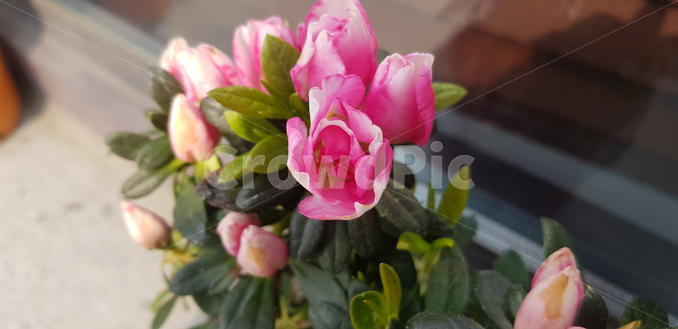 꽃,flower,daffodil,봄,blossom,plant,식물,산철쭉