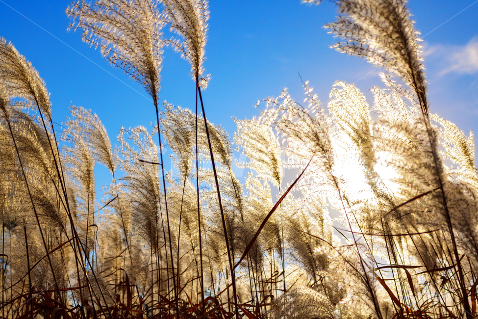 억새,눈부심,가을,식물,갈대,강변,역광,plant,reed,grass,lawn,가을,계절,fall,autumn,season