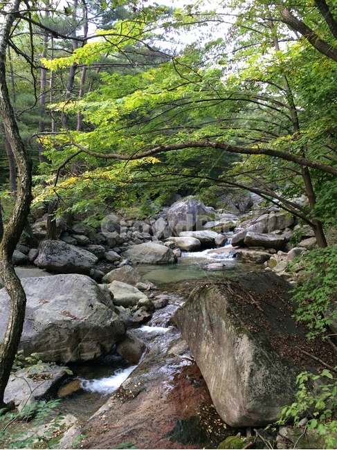 나무,자연,풍경,계곡,물,바위,자연,풍경,nature,landscape,water,outdoors,옥외,stream,흐름,creek,작은 만