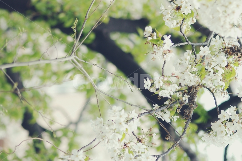 벚꽃,cherryblossom,cherry,벚나무,white,화이트,꽃,flower,봄,spring,꽃잎,봄,계절,spring,season,식물,자연,plants,nature,꽃,flower,감성,sensible,feeling,plant
