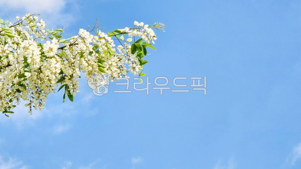 sky,white flower,blossom,green leaf,blank space,leaf,branch,single stem,flower,cloud,blue,Acacia,acacia,stem