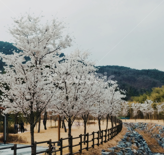 봄,벛꽃,핑크,하늘,꽃길