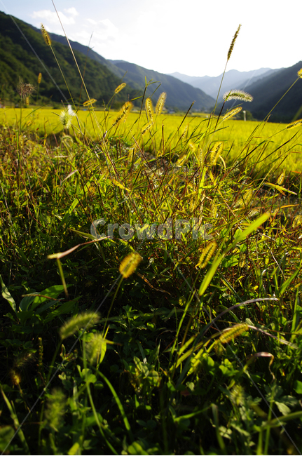 강아지풀,풀,식물,빛,가을,식물,자연,plants,nature