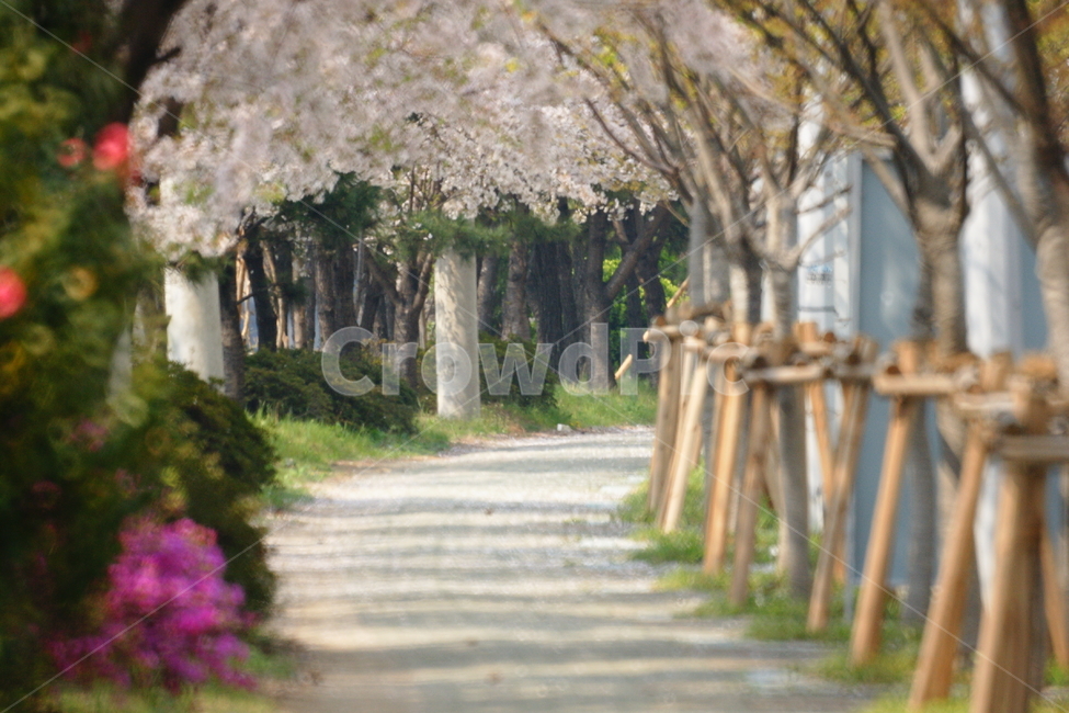 벚꽃터널,벚꽃,길,가로수,인도
