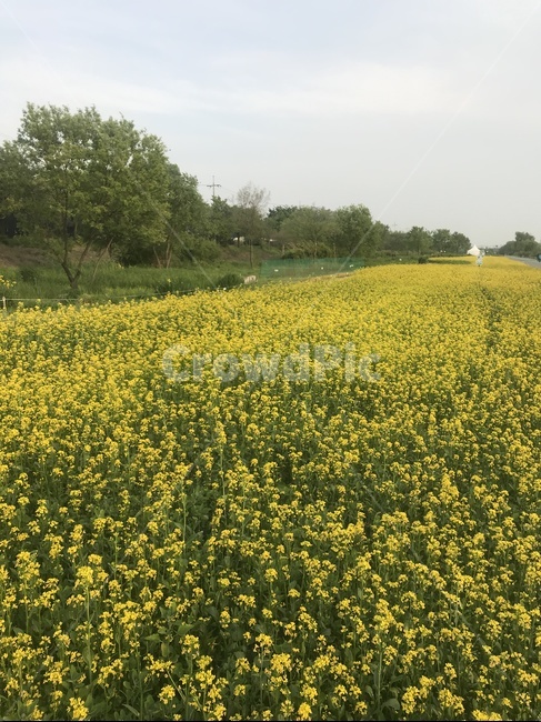 자연,꽃,노란색,탄천,배경