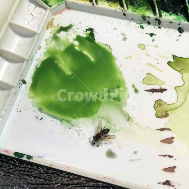 벌,물감,bee,paint,green
