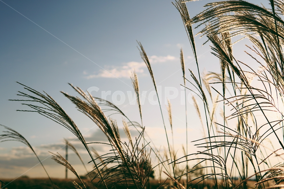 갈대,reed,plant,식물,grass,잔디,가을,가을하늘,석양,sunset,식물,자연,plants,nature
