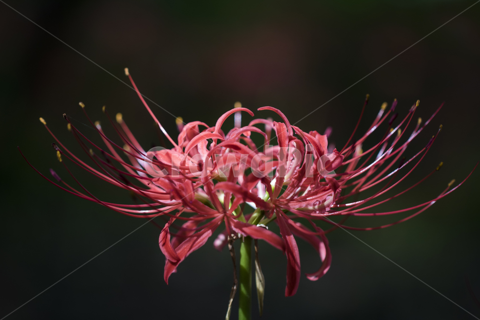 꽃무릇,상사화,꽃,식물,자연,여름,배경,식물,자연,plants,nature,꽃,flower
