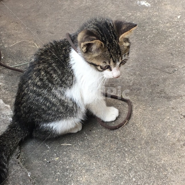 pet,애완동물,고양이,cat,animal,동물,mammal,포유류