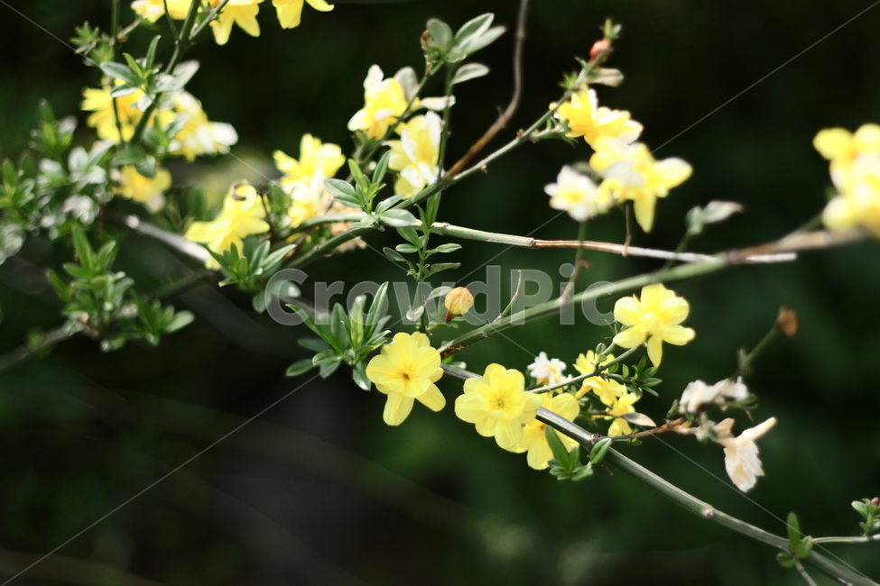 꽃,근접,봄,아름다움,봄꽃,식물,자연,plants,nature,꽃,flower