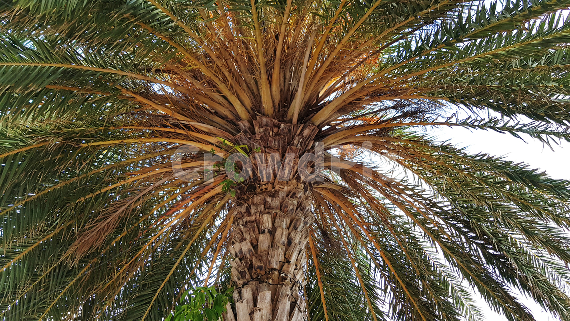 야자수,나무,식물,여름,이국적,그늘,palmtree,tree,summer,exotic,beach,식물,자연,plants,nature,나무,trees,wood
