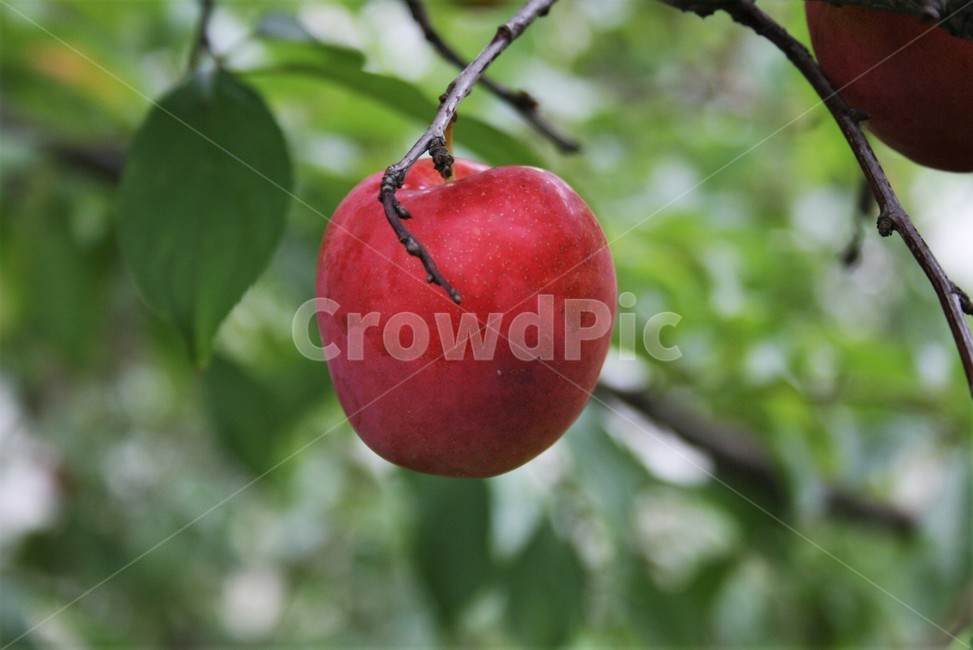 자두,자두나무열매,오얏,자도,과일,재배종,식물,자연,plants,nature,과일,열매,fruit