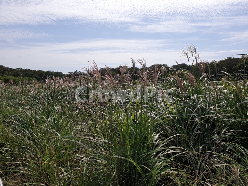 억새,가을,들판,가을하늘,제주,가을,계절,fall,autumn,season,자연,풍경,nature,landscape,grass,잔디,plant,식물,vegetation,초목