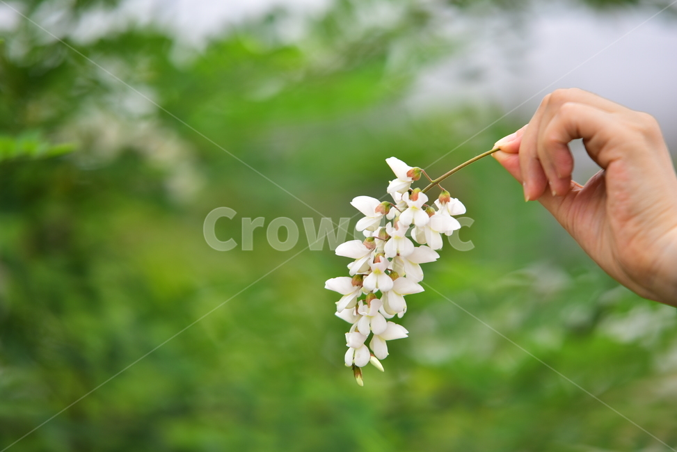 아카시아,꽃,손,나무,힌색,향기,식물,자연,여름,감성,힐링,healing,nature,flower,플라워,white,summer