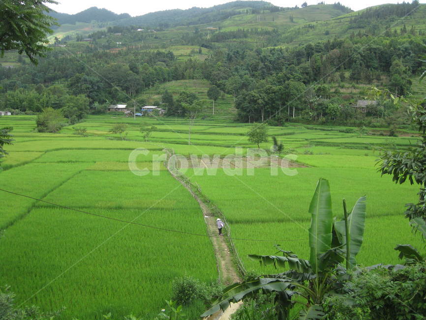 동남아,field,들,outdoors,옥외,nature,자연,paddyfield,패디필드,countryside,지방,시골,농촌