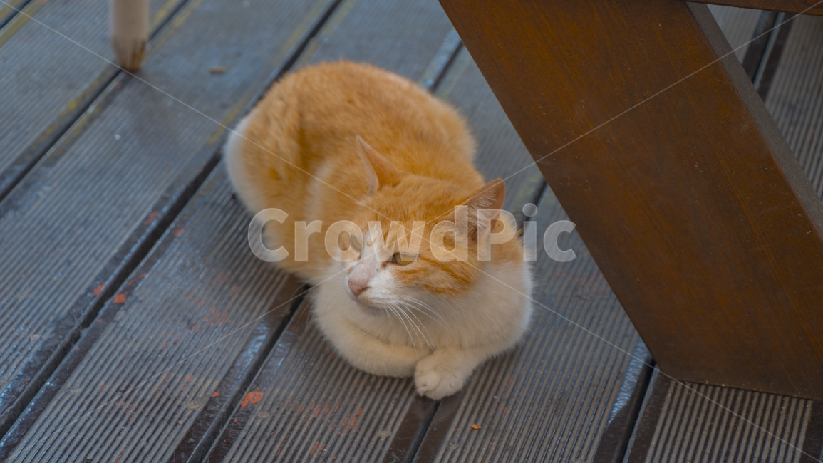 고양이,길고양이,귀여움,동물,자연,동물,animal,포유류,mammal,고양이,cat,kitten,kitty