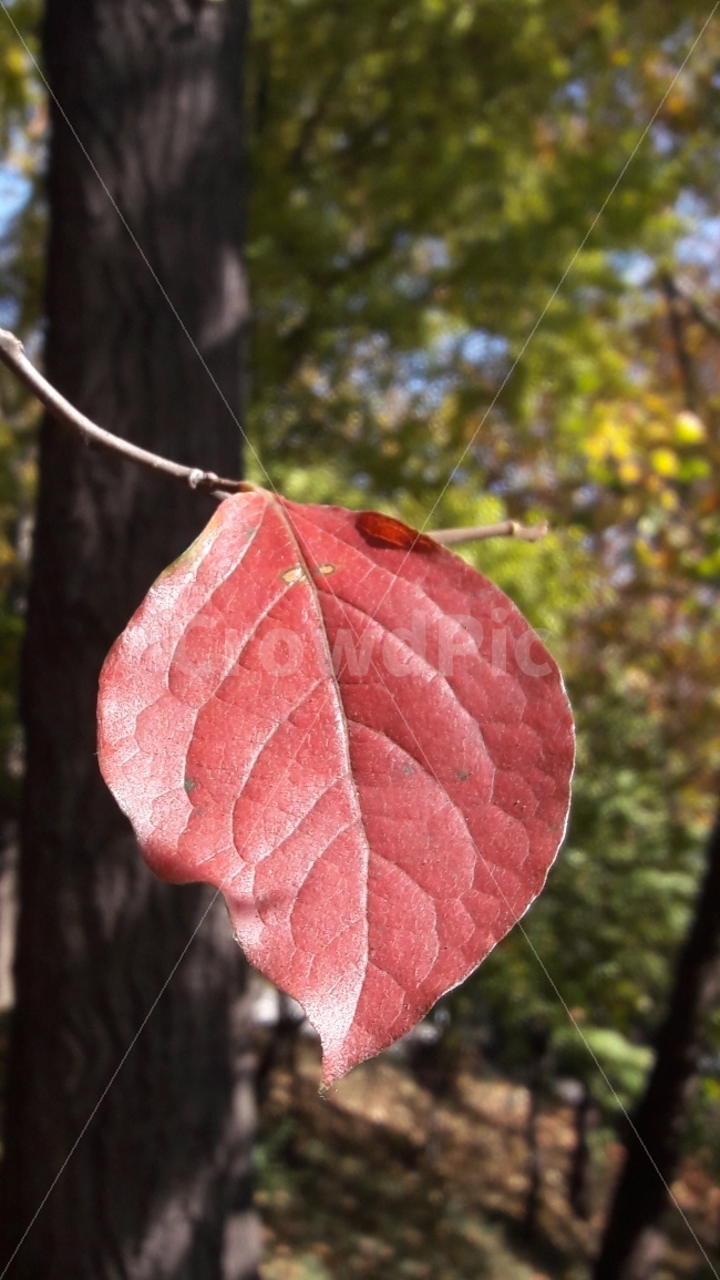 낙엽,단풍,나무,잎,자유공원,가을,계절,fall,autumn,season,식물,자연,plants,nature,veins,정맥,leaf,plant