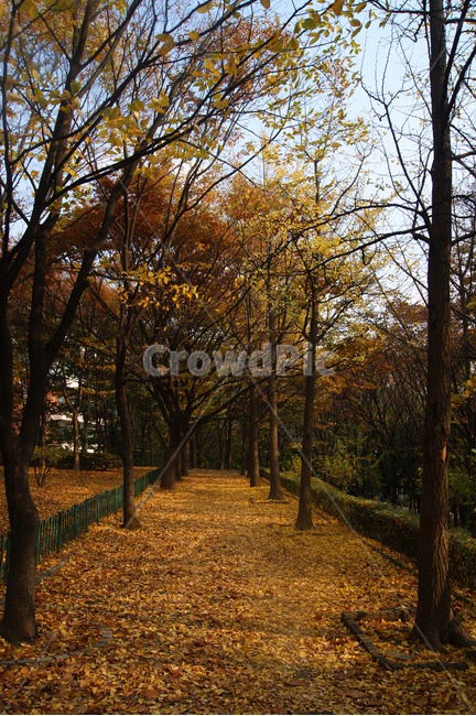 자연,풍경,landscape,nature,휴식,rest,season,namsan,은행잎,가을,나무,산책,산책로,남산,나무숲길