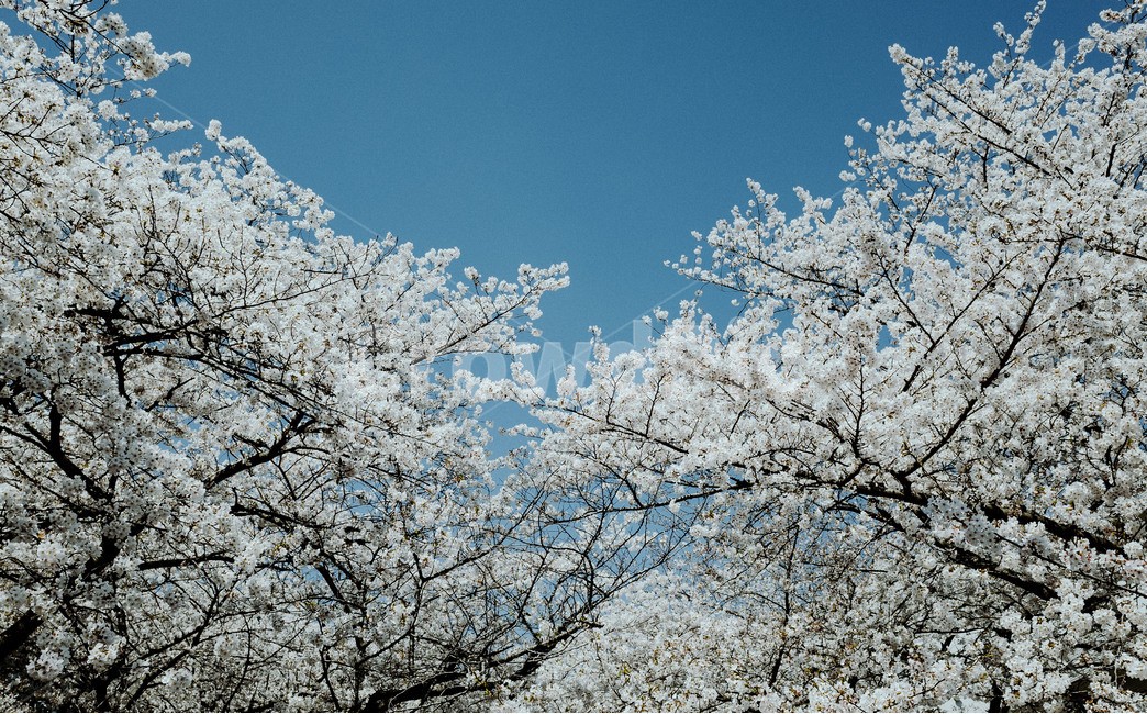 꽃,flower,벚꽃,cherryblossom,풍경,landscape,나무,tree,벚꽃나무,봄,spring,봄,계절,spring,season,식물,자연,plants,nature,꽃,flower,outdoors,옥외,ice,빙,plant