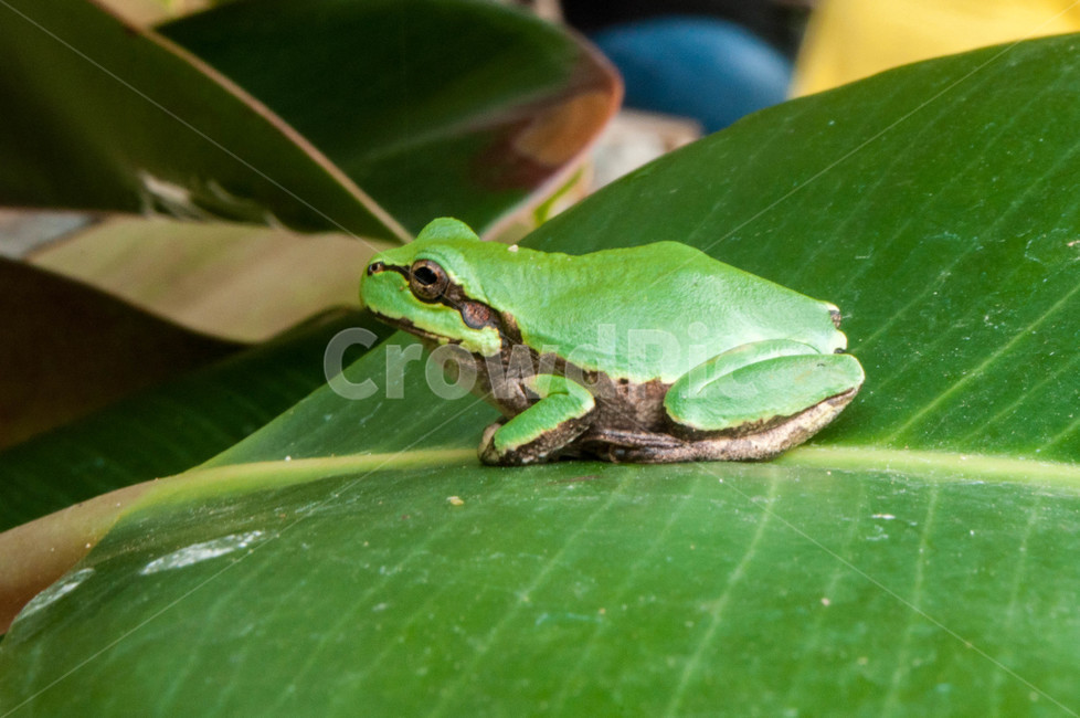wildlife,animal,야생생물,frog,개구리,amphibian,동물,reptile,동물,animal,파충류,양서류,reptile,amphibian