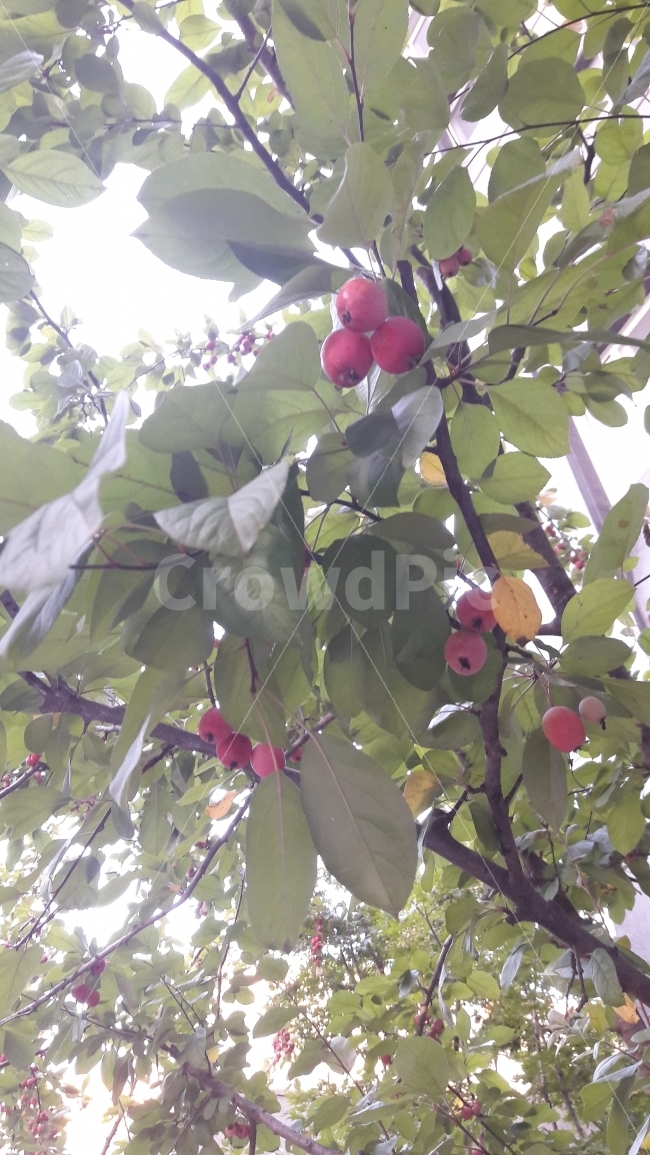 열매,미니,사과,주렁주렁,탐나다,식물,자연,plants,nature,음식,식재료,요리,food,cook,meal,dishes,food reserves,과일,열매,fruit