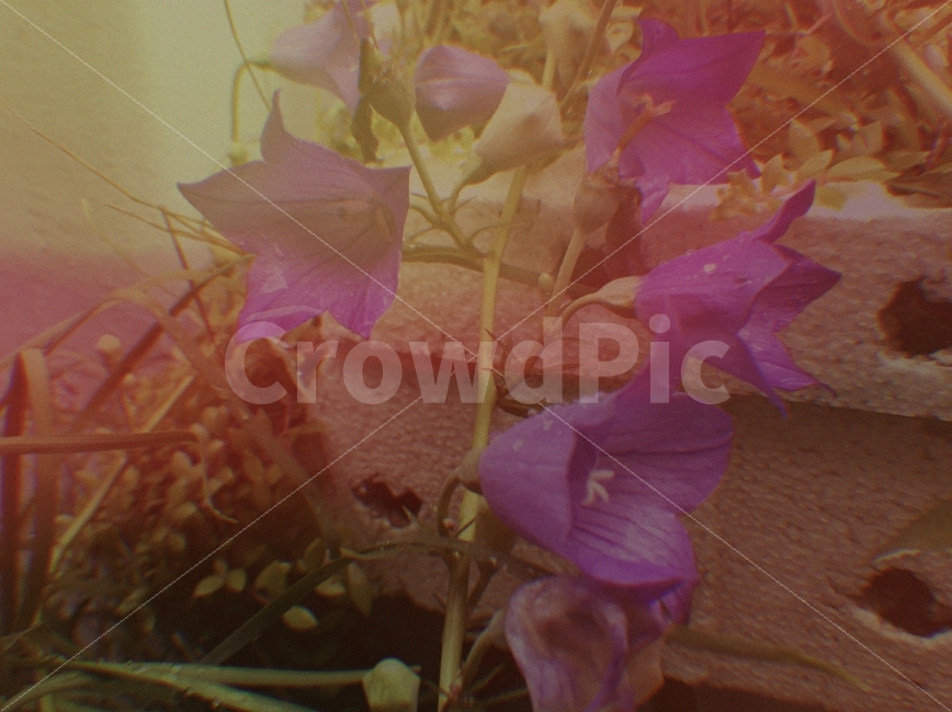 꽃,자연,보라색,빈티지,감성,식물,자연,plants,nature,꽃,flower