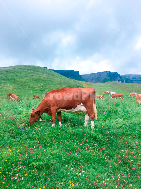 outdoors,옥외,grassland,목초지,field,들,nature,자연,mammal,포유류,cattle,가축,animal,동물,cow,소,countryside,스위스,동물,animal,포유류,mammal,목축업,목장,livestock farming,ranching,pasture