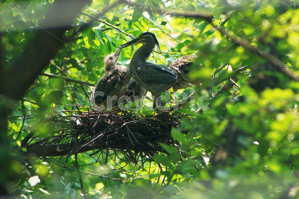 검은댕기해오라기,조류,육추,둥지,새,동물,animal,조류,새,birds