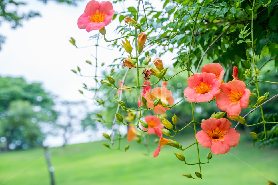 능소화,여름,summer,fflower,꽃,식물,plants,자연,nature,감성