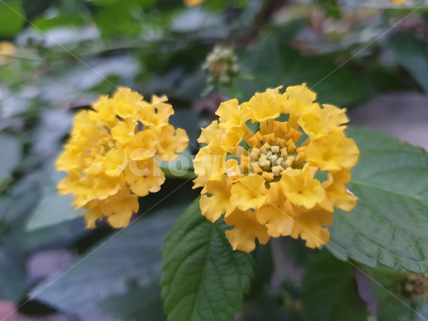 허브,칠변화,노란꽃,열대지역,만곡하다,란타나,식물,자연,plants,nature,꽃,flower