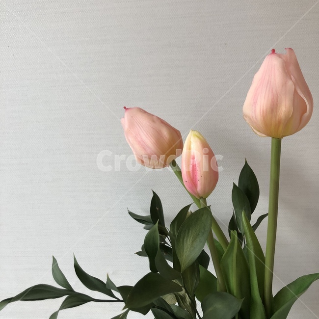 핑크,튤립,초록,꽃,tulip,flower,love,꽃,flower