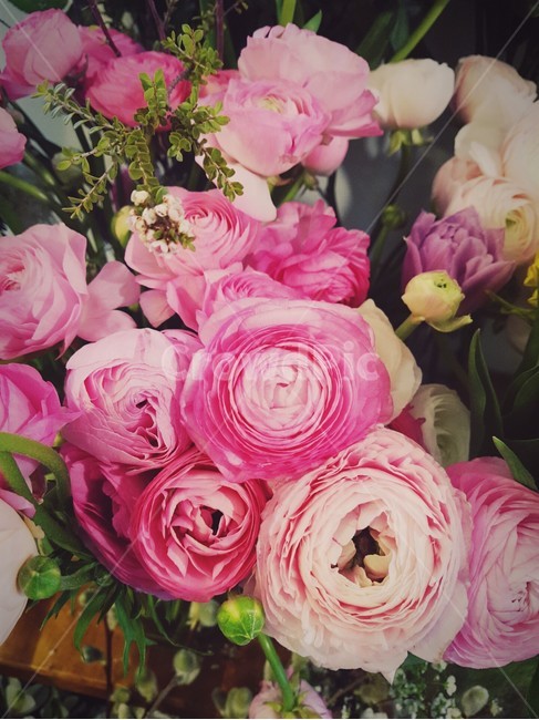 꽃,꽃집,pink,flower,라넌큘러스