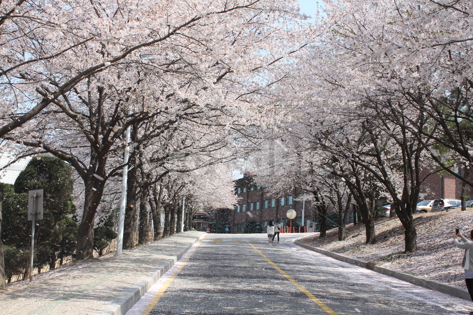봄,벚꽃,꽃,연인,길,캠퍼스,카이스트,한국의봄,kaist,추억