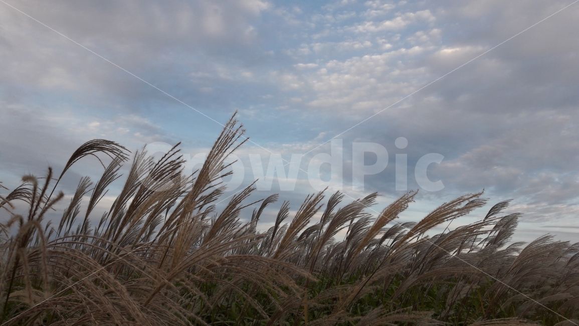 하늘공원,억새풀,축제,파란하늘,구름,가을,계절,fall,autumn,season,자연,풍경,nature,landscape,grass,잔디,plant,식물,lawn,reed,갈대