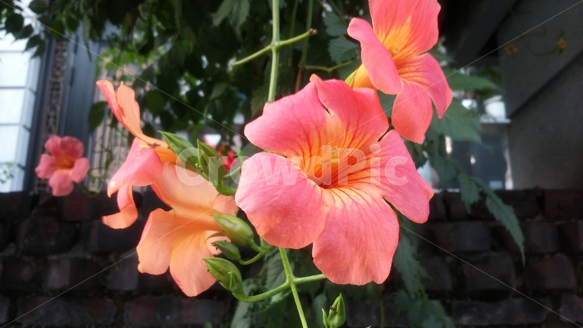 꽃,분홍색,배경,화사함,봄,식물,자연,plants,nature,꽃,flower