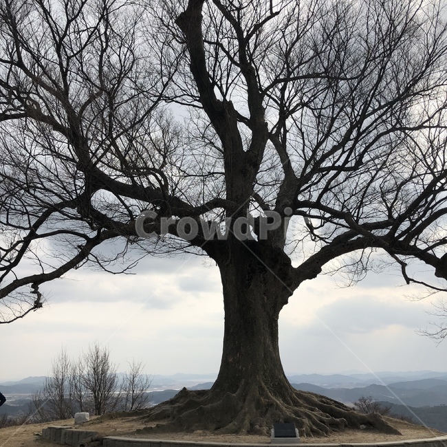 큰나무,나무,한그루,나무한그루,거대한,큰,식물,자연,plants,nature,나무,trees,wood