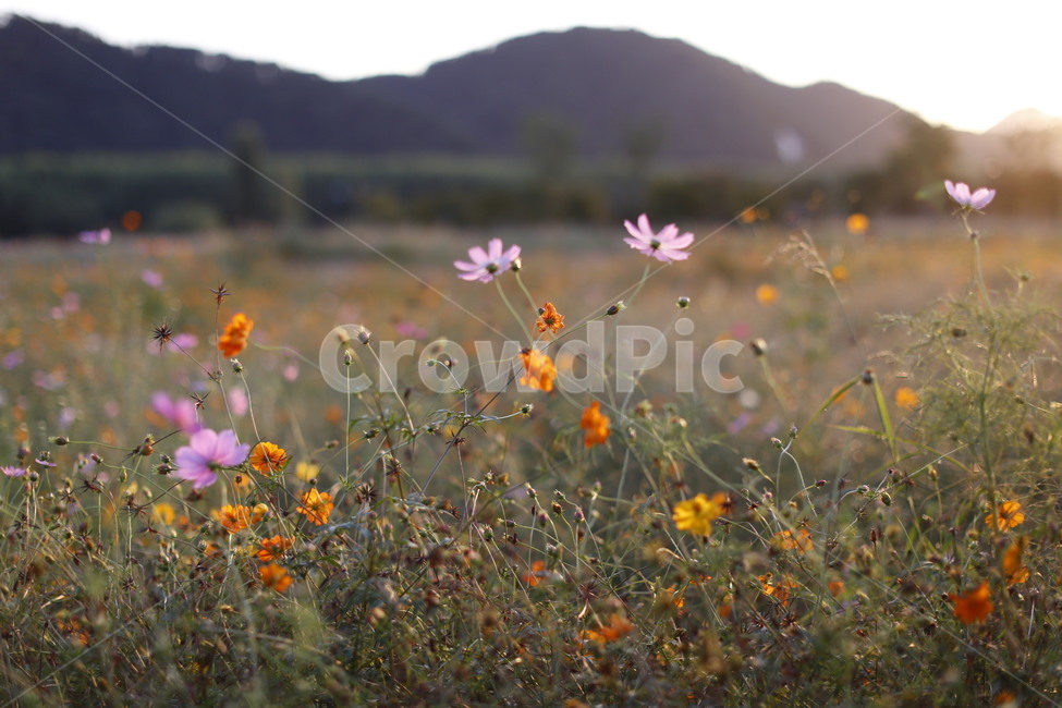 가을,산책,코스모스,빛,황화코스모스,가을,계절,fall,autumn,season,field,들,grassland,목초지,outdoors,옥외,nature,자연,farm,농장,rural,농촌,meadow