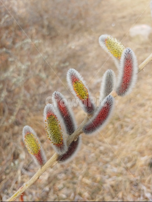 봄,자연,생명,자생,풀,식물,자연,plants,nature