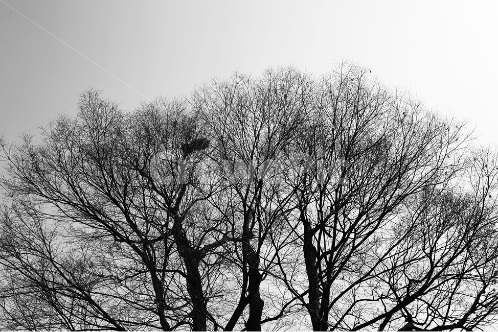 나무,나무가지,tree,plant,흑백,식물,자연,plants,nature,나무,trees,wood,흑백,모노톤,monochrome,black and white