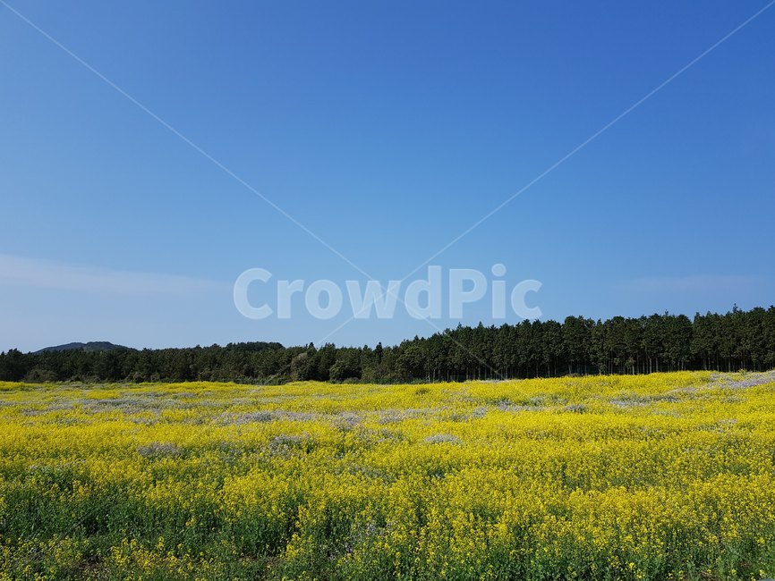 제주도,하늘,자연,풍경,sky,nature,jeju,jejuisland,유채꽃,유채,제주풍경,yellow,flower,spring