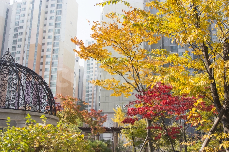 가을,단풍,은행,낙엽,갈색,노랑,대한민국,빨강,사진,야외,여행,오솔길,잎,풍경,autumn,autumncollection,brown,colorimage,footpath,journey,leaf,nature,orangecolor,photography,가을,계절,fall,autumn,season,도시,풍경,city,landscape,한국도시풍경,한국도시경관,korea cityscape,식물,자연,plants,nature,나무,trees,wood,plant,tree,outdoors,옥외