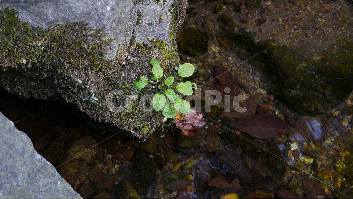 계곡,계곡물,바위,자연,들풀,식물,자연,plants,nature