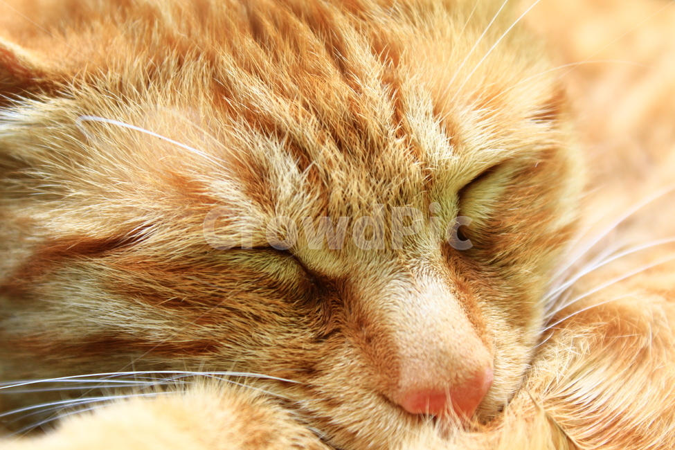 고양이,나른함,잠,주황색,털