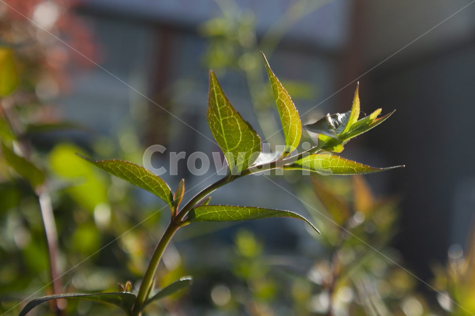 식물,풀,풀잎,햇빛,leaf,식물,자연,plants,nature