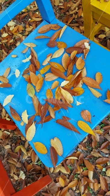 의자,나뭇잎,가을,파랑,자연,가을,계절,fall,autumn,season,plant,식물,leaf,잎
