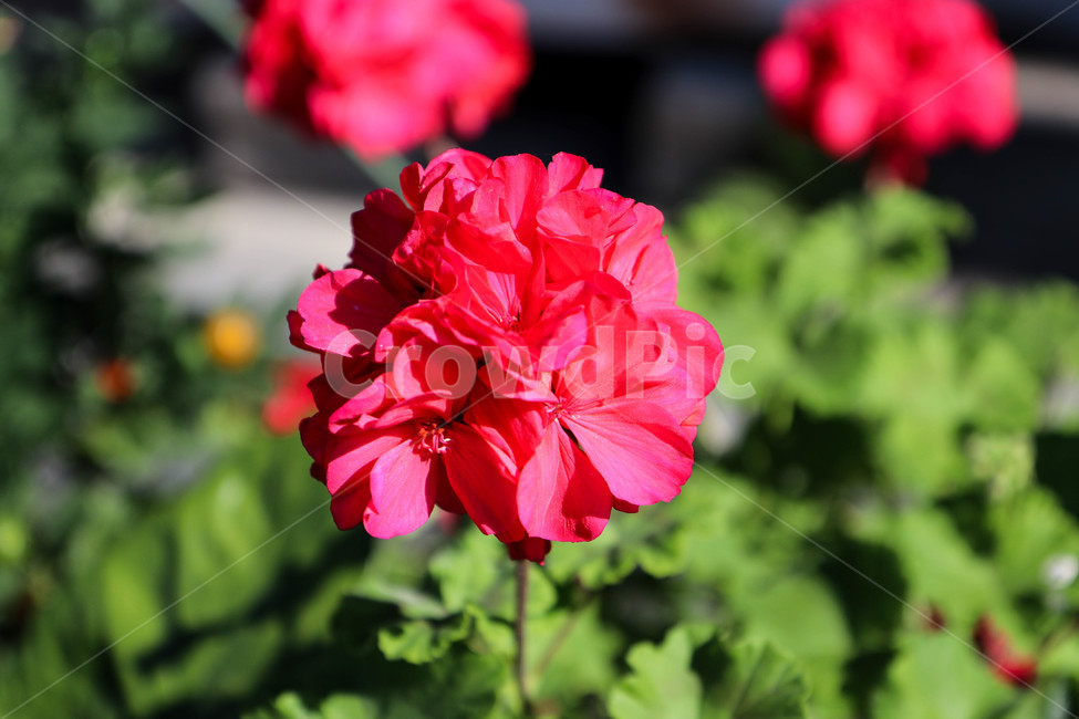꽃,제라늄,꽃잎,식물,풀,빨간꽃,빨강,빨강꽃,붉은꽃,꽃,flower