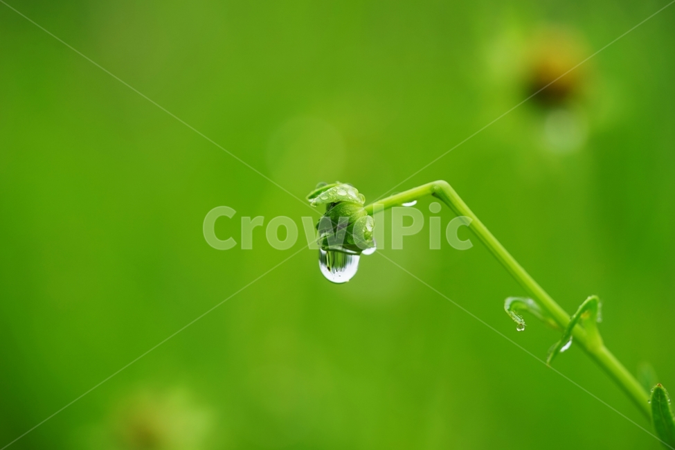 풀,풀잎,빗방울,비,물방울,봄비,식물,자연,plants,nature,휴식,힐링,rest,relaxation,healing,비,비오는날,rain,rainy