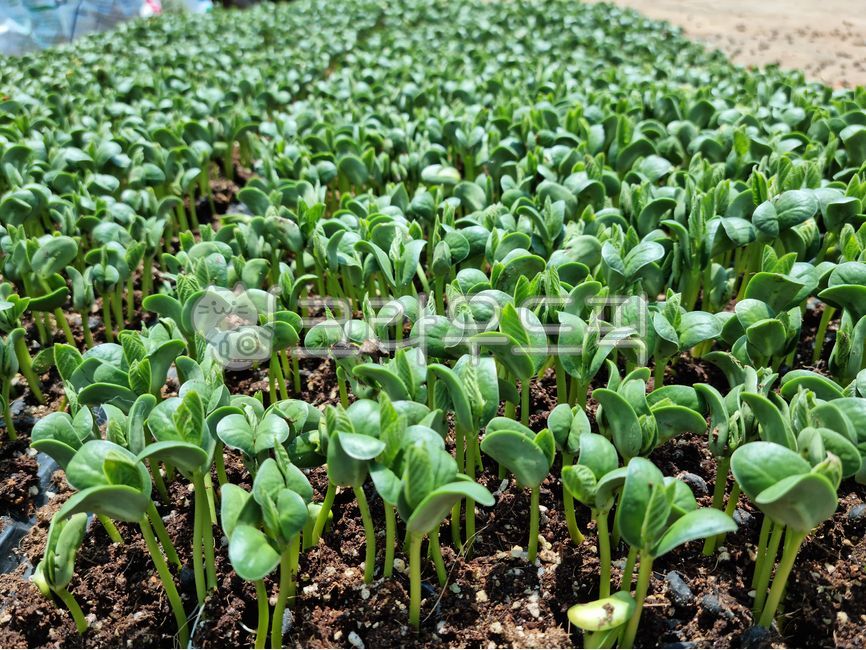 sprout,pattern,Bean seedlings,leaf,cotyledons,what,background,plant,Black bean seedlings,seedlings