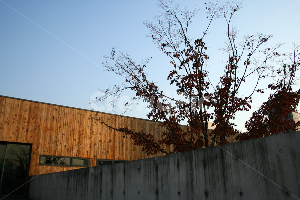 가을,나무,단풍,공원,풍경,plants,nature,가을,계절,fall,autumn,season,식물,자연,plants,nature,나무,trees,wood